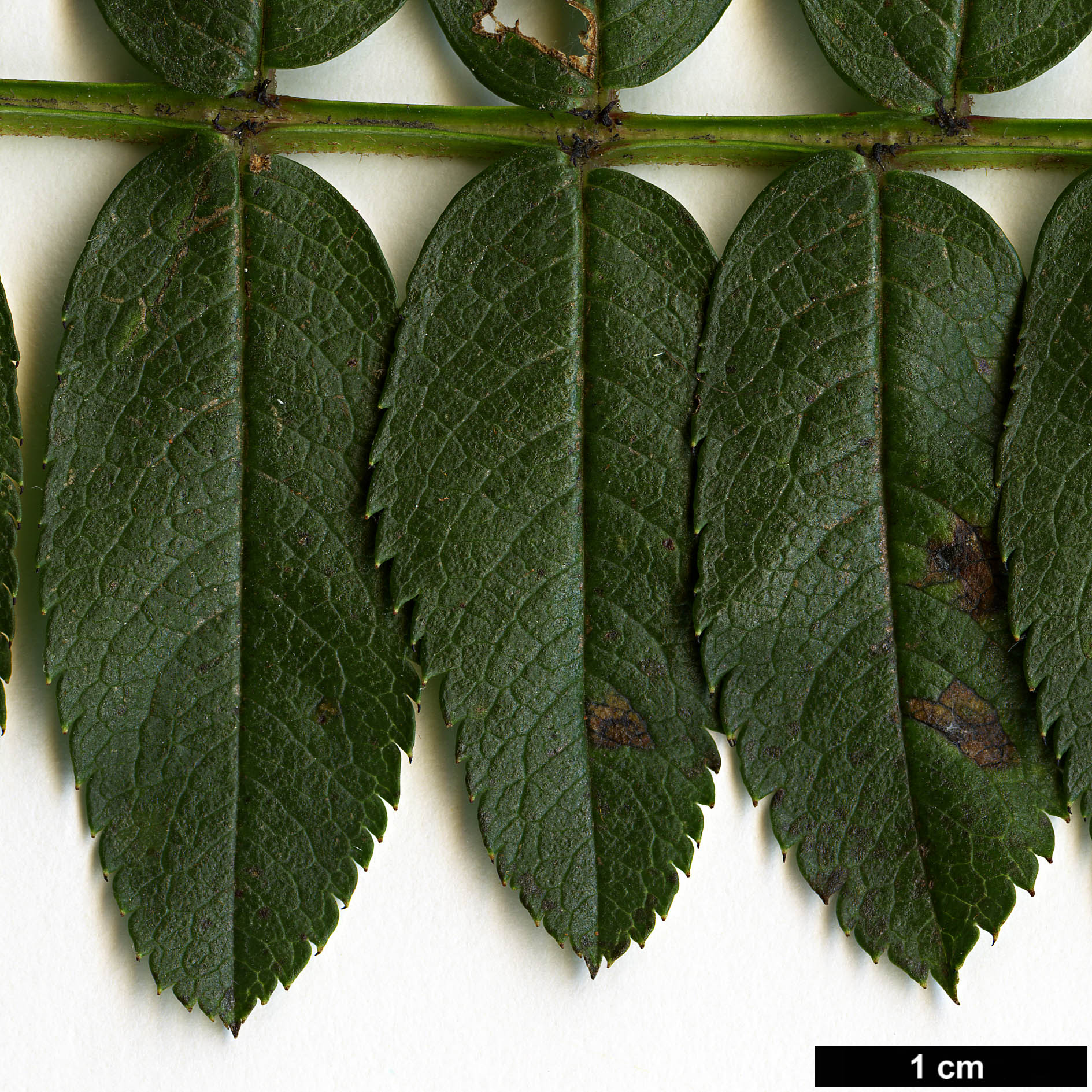 High resolution image: Family: Rosaceae - Genus: Sorbus - Taxon: KR 5000 (S. aff. filipes)